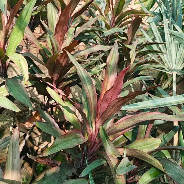 How to care for Dracaena marginata