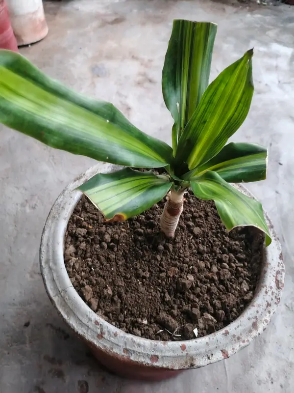 A healthy potted corn plant indoors, illustrating how to care for dracaena fragrans with bright indirect light.