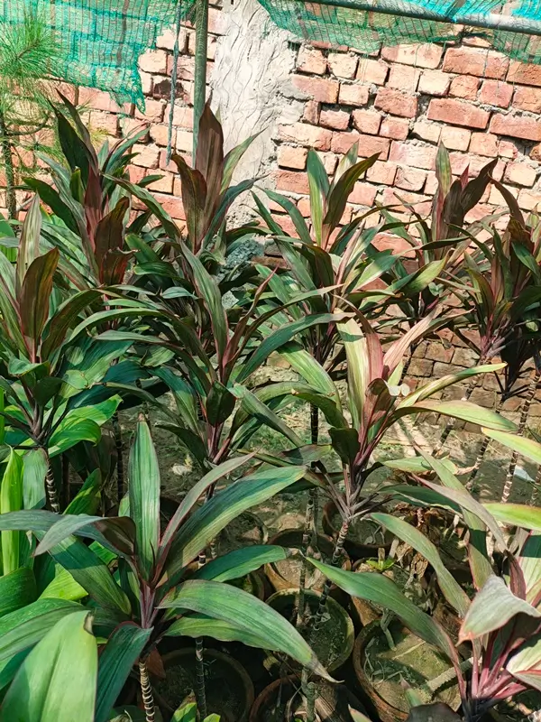 How to care for Dracaena marginata