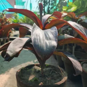 how to care for dracaena plant in indoor environment