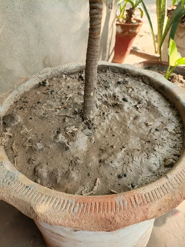 How to care for Dracaena marginata