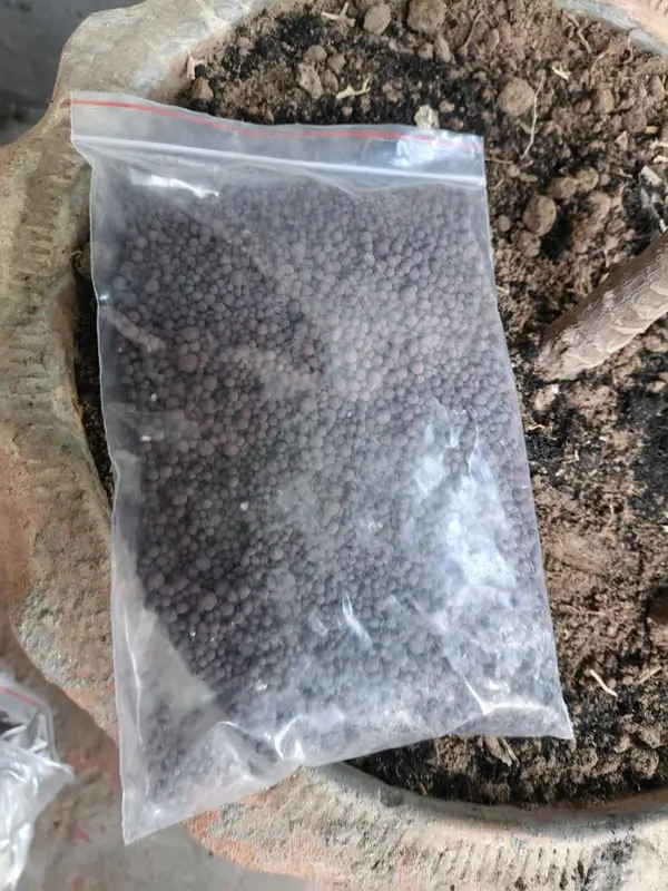 A close-up of well-draining potting mix and organic nutrients, showing proper dracaena fragrans soil and fertilizer application for indoor growth.