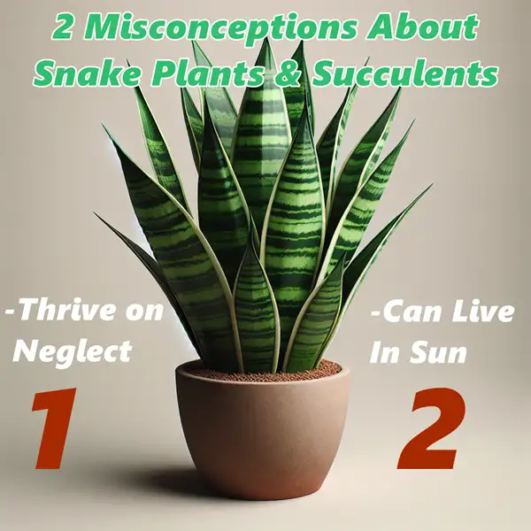 2 common misconceptions about snake plants and succulents