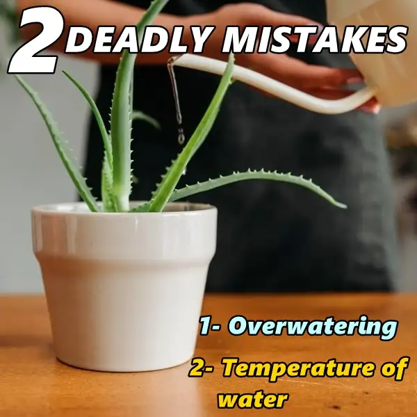 2 mistakes in aloe vera plant watering