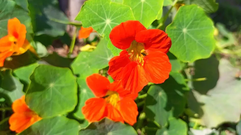 2 red flowers in my indoor garden