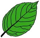 a green leaf