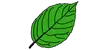 a green leaf