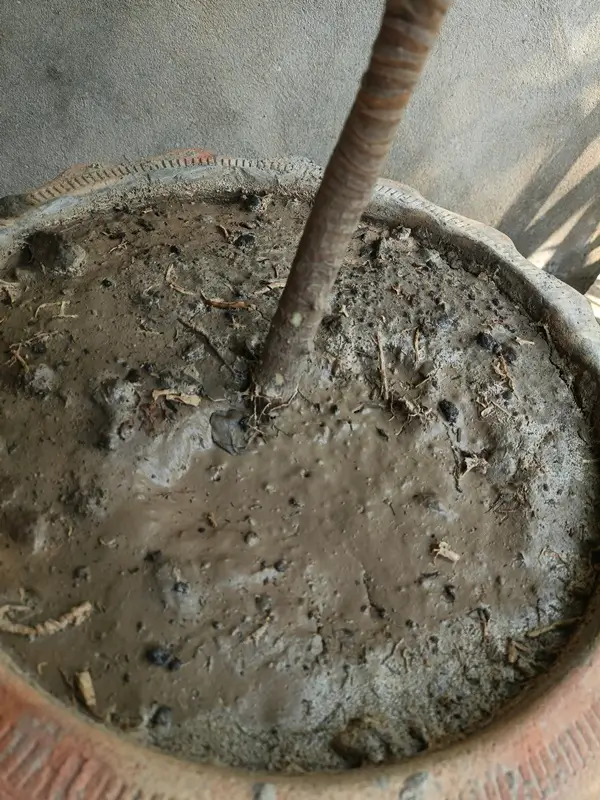 Dracaena marginata loose well-draining soil mix in a pot