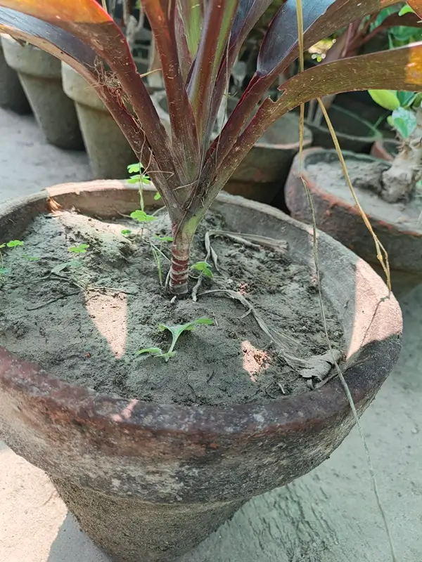 Dracaena marginata loose well-draining soil mix in a pot