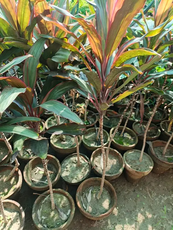 dracaena marginata soil and watering setup for healthy root growth