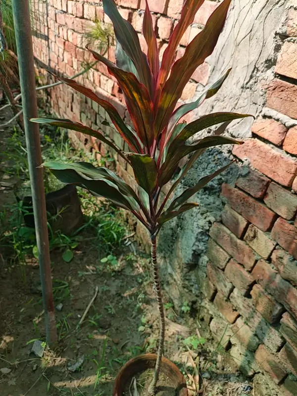 Dracaena marginata plant growing in nursery greenhouse with vibrant foliage