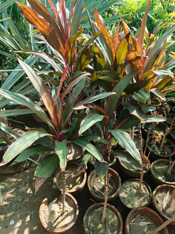 Dracaena marginata plant in pot showing slender stem and narrow leaves