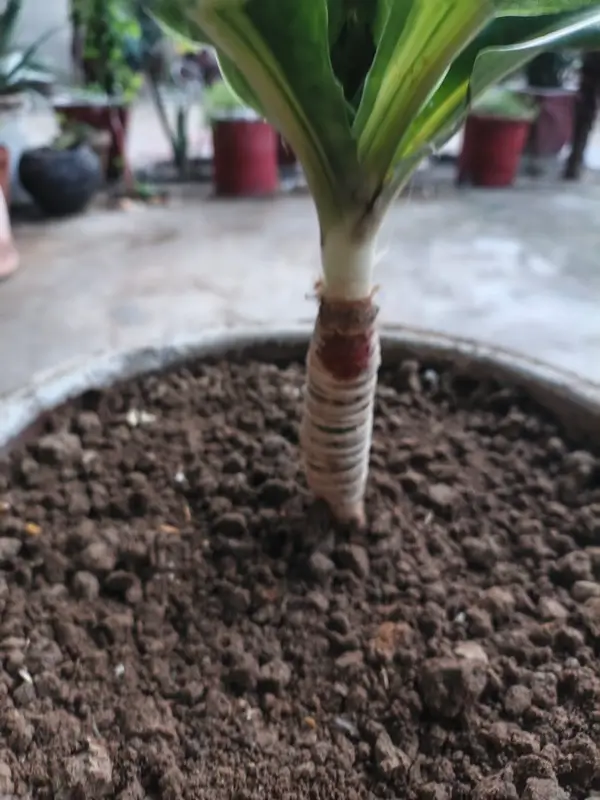 A thermometer placed near a potted indoor corn plant, illustrating ideal dracaena fragrans temperature and humidity conditions.
