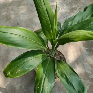 How to grow dracaena plant indoors - care and light tips
