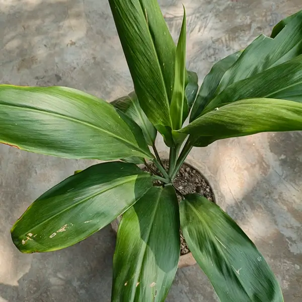 How to grow dracaena plant indoors - care and light tips