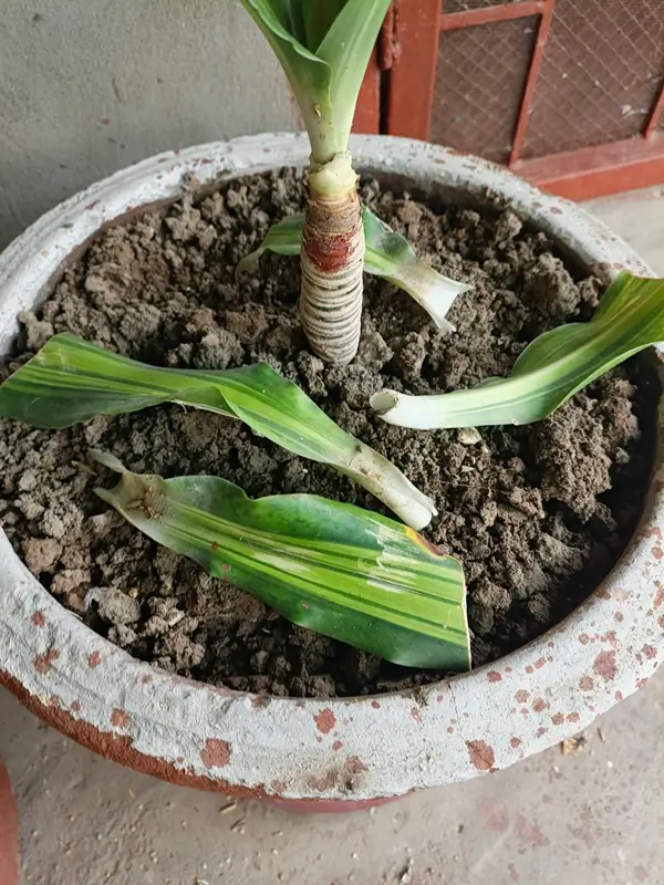 A close-up of inspecting indoor foliage, highlighting strategies for preventing common dracaena fragrans pests and growing mistakes.