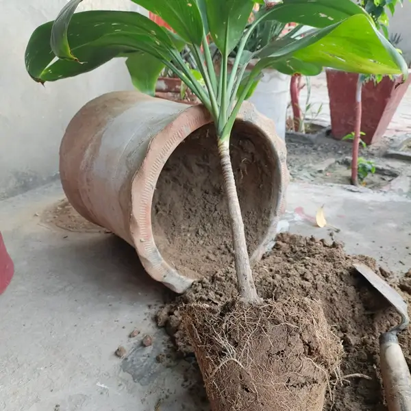 A step-by-step visual showing how to repot dracaena safely into a fresh pot with well-draining soil.