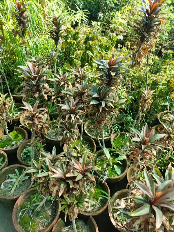 selecting healthy stems to cut for dracaena marginata propagation