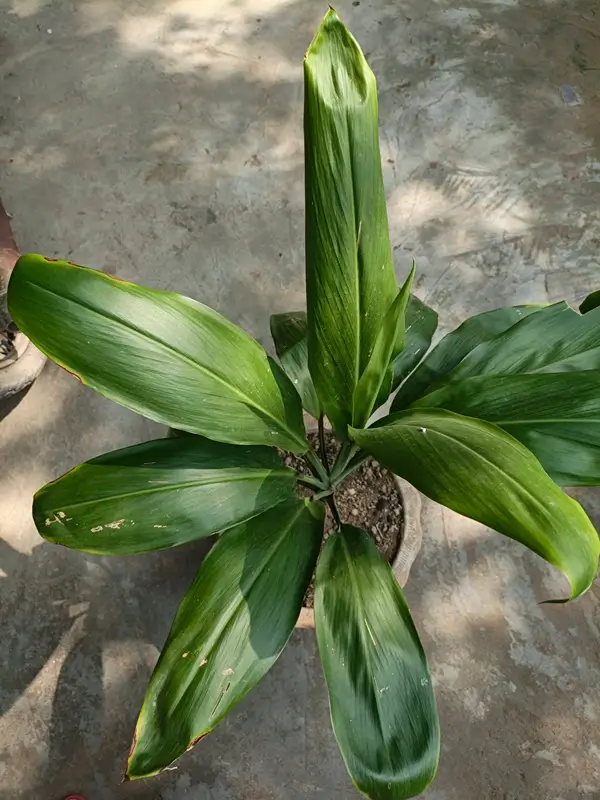 Potted indoor dracaena plant leaves and greenery care