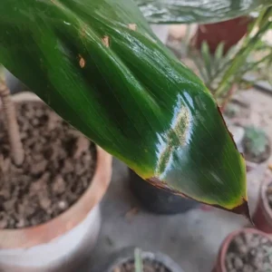 Dracaena leaves turning yellow and brown due to overwatering and low light