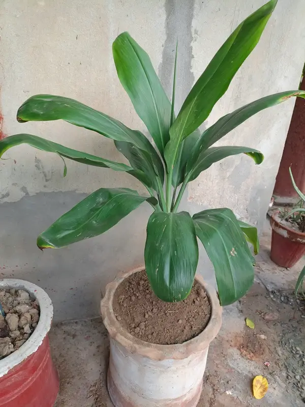 Healthy dracaena plant foliage and indoor care