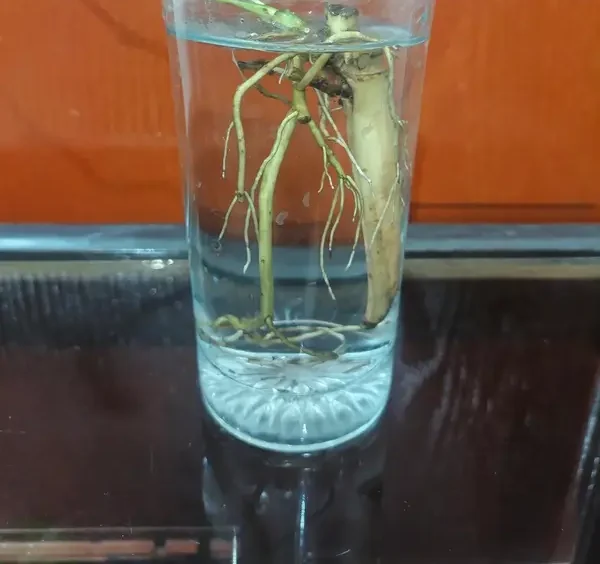 Can dracaena grow in water showing healthy roots in clear glass jar