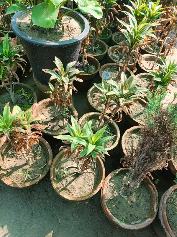 How to care for Dracaena marginata