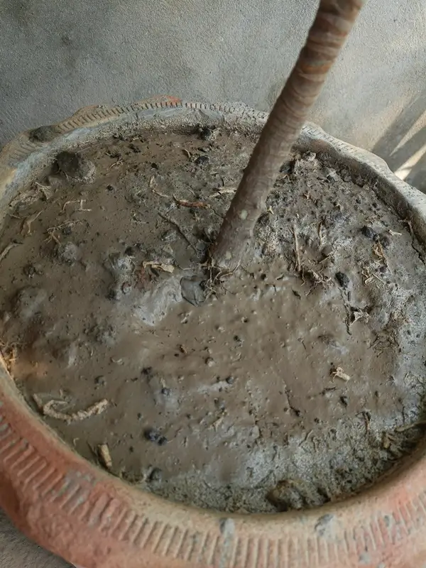 A close-up of soil moisture testing, demonstrating proper dracaena fragrans watering techniques for indoor plants.