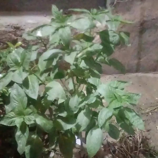Step-by-step guide on how often to water basil plants to maintain healthy soil moisture