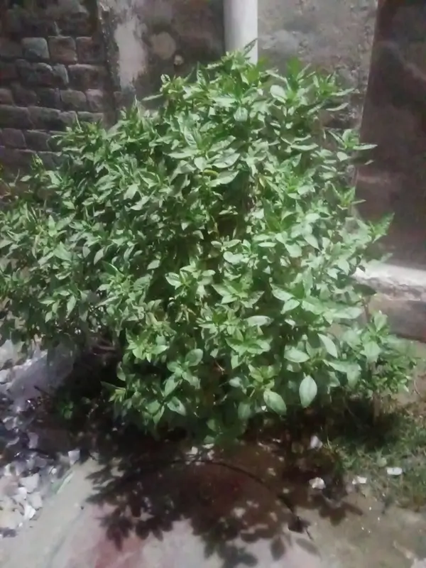 why is my basil plant turning yellow care and recovery steps