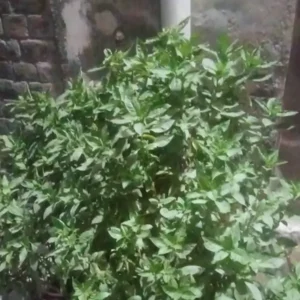 why is my basil plant turning yellow yellowing leaves care guide