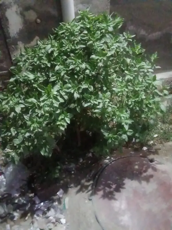 Healthy potted herb showing how often to water basil plants for optimal growth