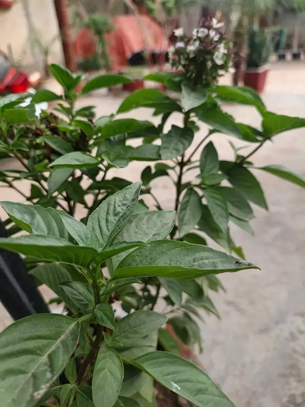 A healthy green potted basil plant showing the results of knowing how often to water basil plants correctly