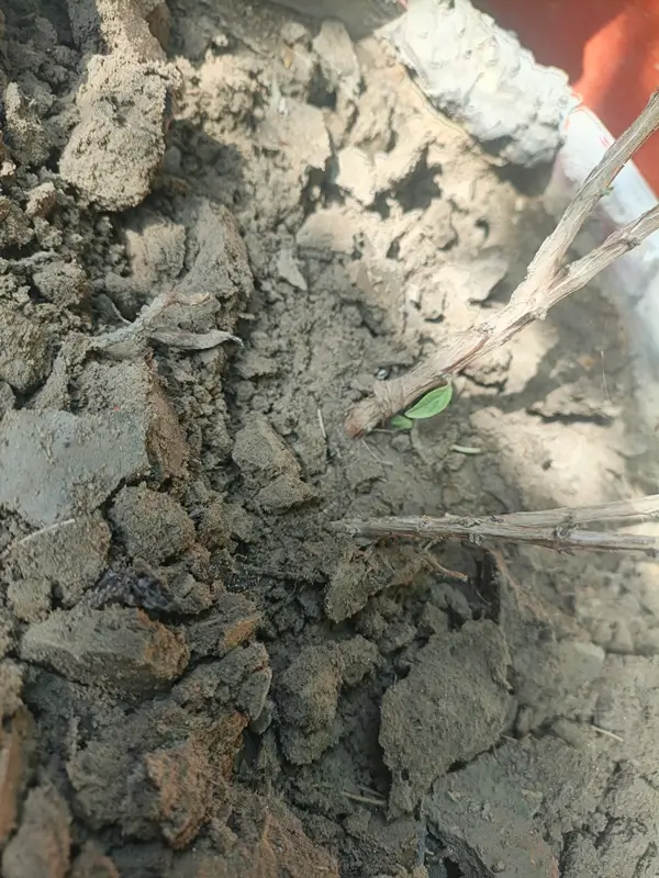 Rich organic potting soil mix with perlite in a pot for basil planting