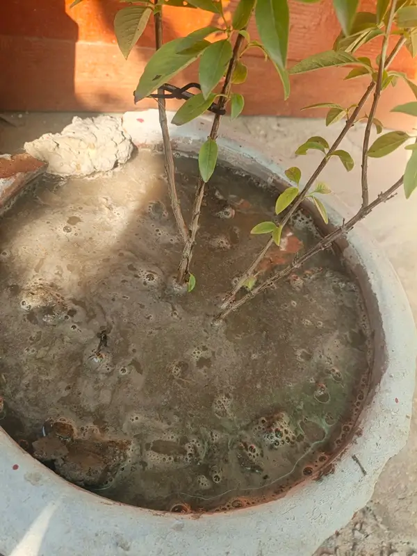 Step by step guide on how often to water basil plants to maintain healthy soil moisture