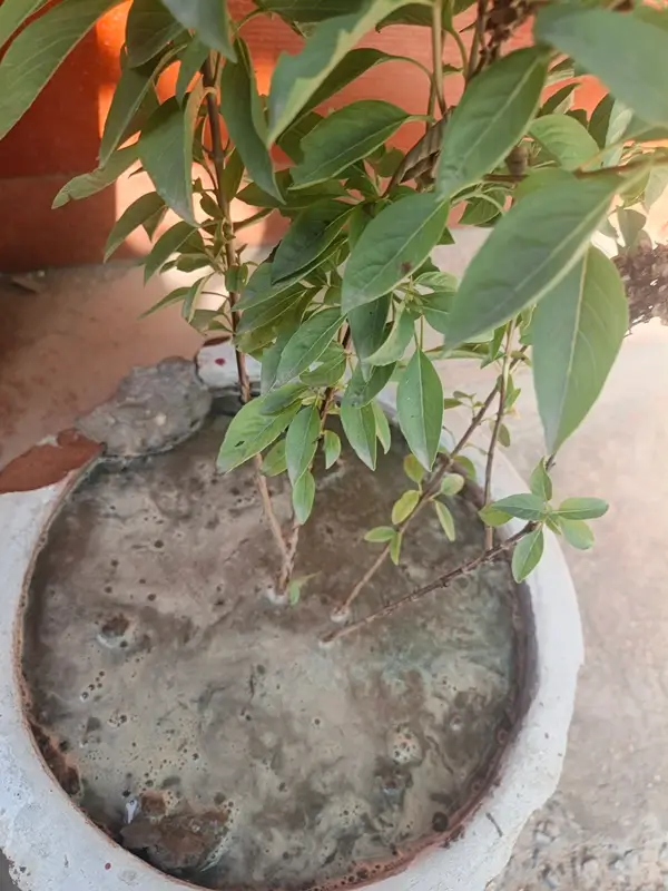 Potted plant being watered at the root base with proper soil drainage setup