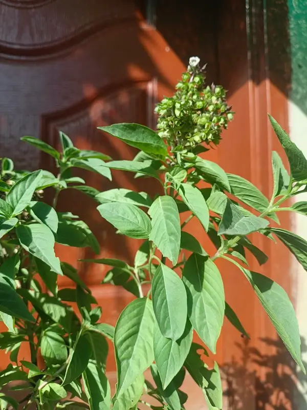 how to store fresh basil in a jar of water