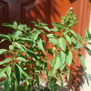 can dogs eat basil safely