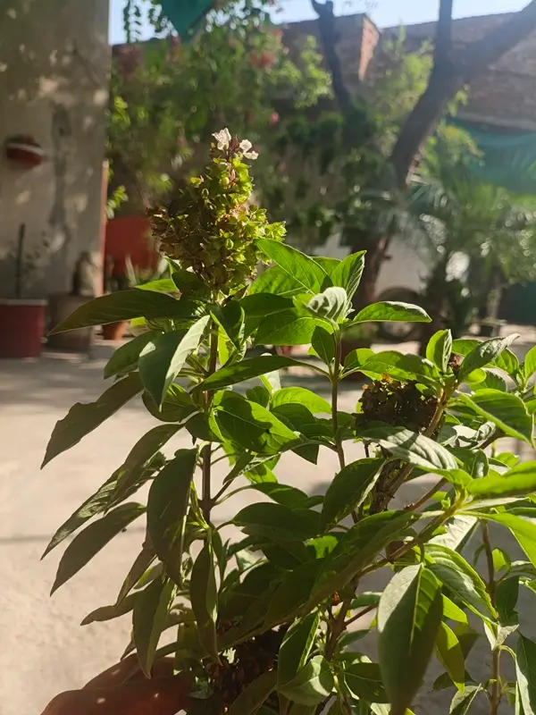 can dogs eat fresh basil leaves safely