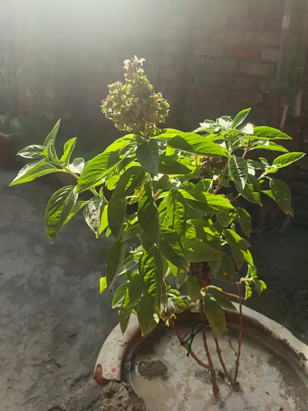 Pruning basil plant above leaf node to promote new stem growth