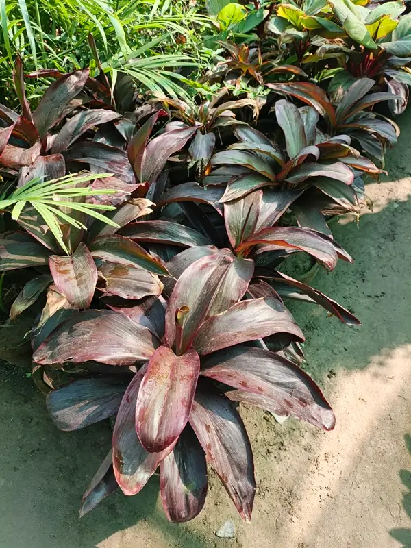 Is dracaena toxic to cats - Dracaena plant care and pet safety precautions