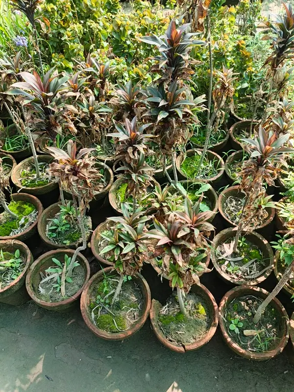 Pruning a leggy Dracaena plant stem for healthy growth and propagation