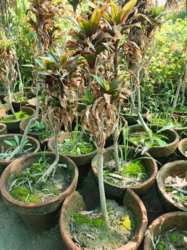 Indoor potted dracaena plant leaves and foliage care