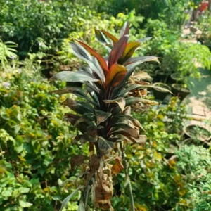 How to Propagate Dracaena - Step by Step Dracaena Propagation Guide