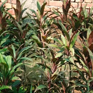 how to propagate dracaena marginata