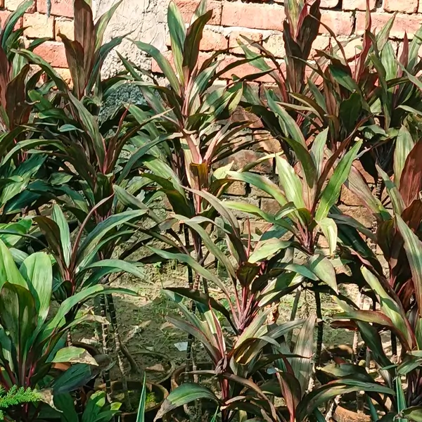 how to propagate dracaena marginata