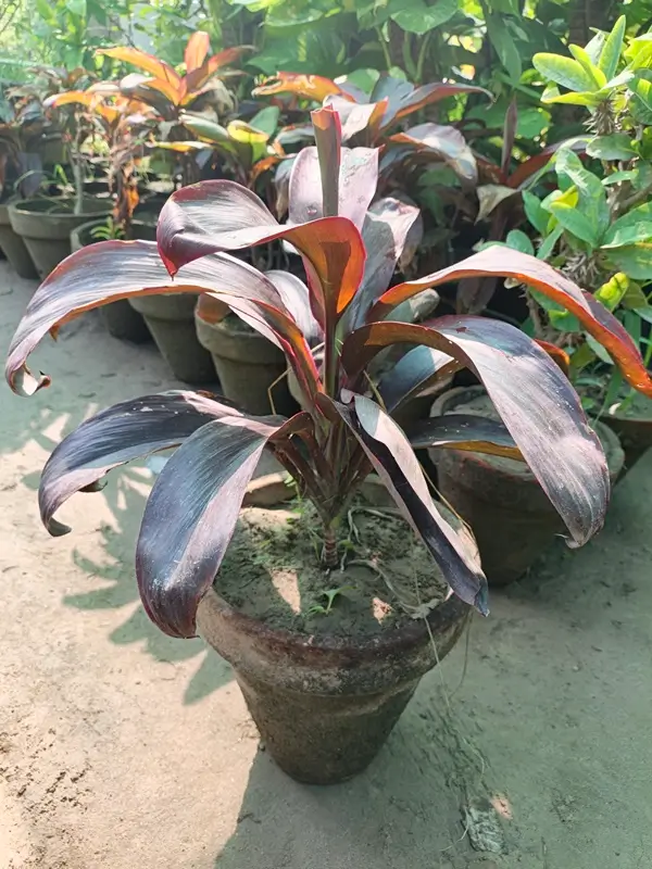 Vibrant green leaves of a potted indoor Dracaena plant placed on a wooden table
