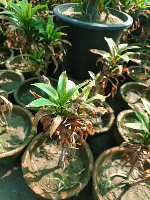 Dracaena leaves turning brown and scorched due to direct sunlight and high heat exposure