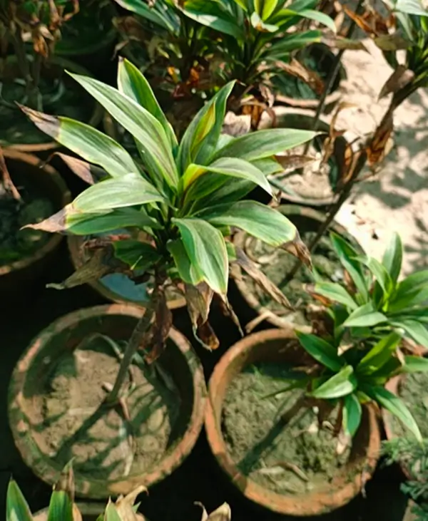 Dracaena leaves turning yellow and brown due to overwatering and low light