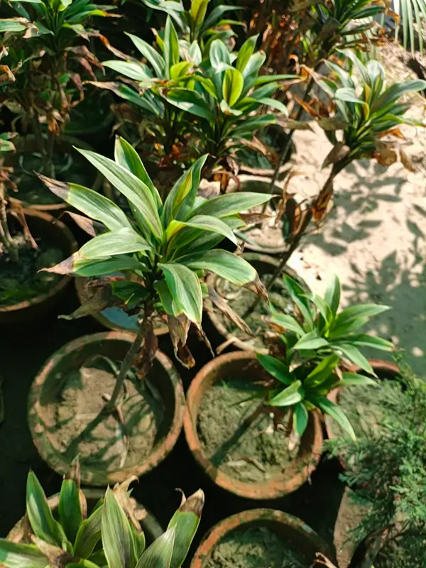 A hand inspecting the soil moisture of potted dracaena plants outdoors.